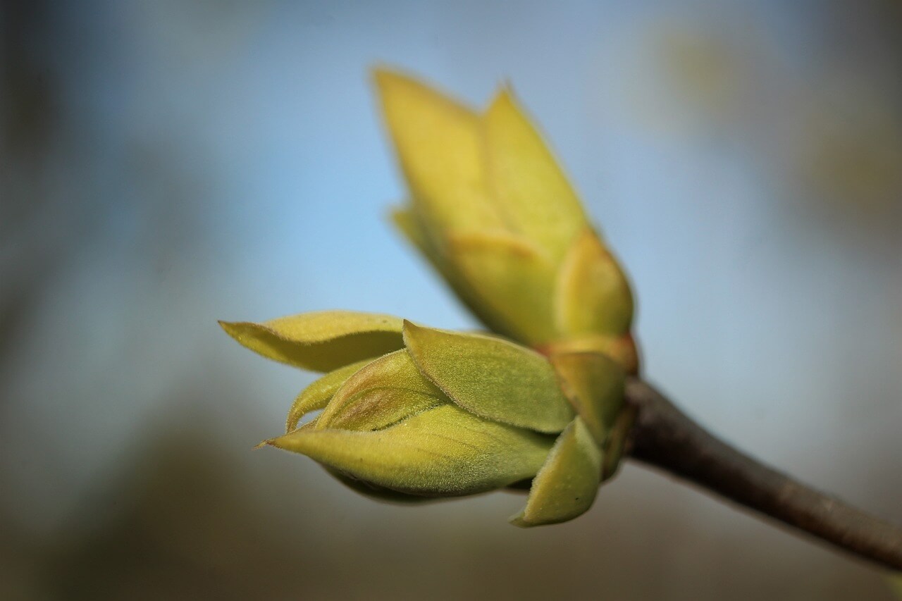 Gros plan sur des bourgeons prêts à éclore, représentant le renouveau du printemps et la croissance des plantes. Parfait pour un contenu sur la nature et l’environnement.