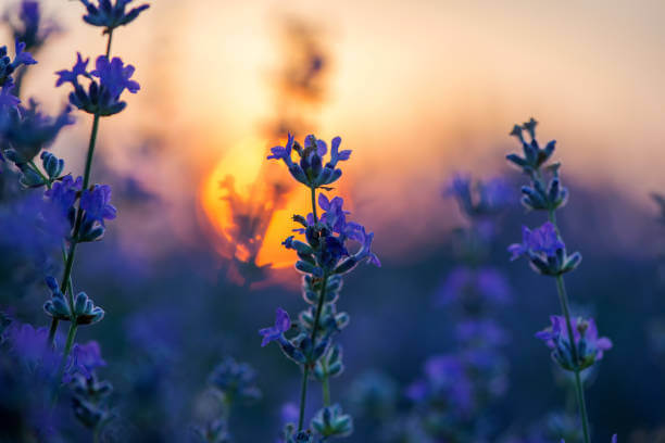 Champ de lavande au coucher de soleil, symbole de détente et de bien-être naturel chez votre naturopathe à Poitiers.