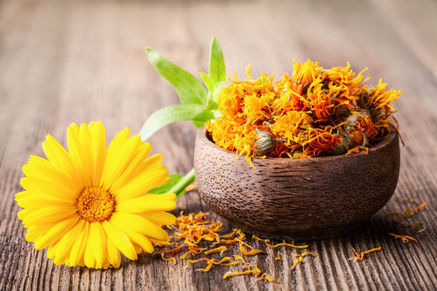 Calendula, plante médicinale naturelle